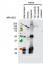 RpoB | RNA polymerase beta subunit (chloroplast) (maize)